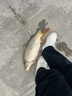 陀螺牌土肥富魚鉤伊勢尼SM特研釣針有倒刺釣魚鉤競技野釣漁鉤釣魚配件 10號 曬單實拍圖