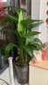 雙盟天堂鳥(niǎo)大型植物客廳綠植盆栽辦公室內鶴望蘭好養落地網(wǎng)紅源頭直發(fā) 曬單實(shí)拍圖