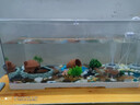 最萌魚(yú)缸水族箱客廳帶蓋透明家用小型生態(tài)創(chuàng  )意造景辦公室桌面缸金魚(yú)缸 60*30*29【雙面水晶蓋】 曬單實(shí)拍圖