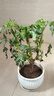靈楓萊重瓣大麗花盆栽四季開(kāi)花陽(yáng)臺庭院好養花苗花期長(cháng) 公主粉 帶花發(fā)貨 曬單實(shí)拍圖