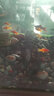 采緹（CAITI）紅劍魚(yú) 發(fā)財(cái)魚(yú) 胎生魚(yú) 熱帶魚(yú) 紅箭魚(yú) 直接生小魚(yú)好養(yǎng) 小紅劍20條(3-4cm) 曬單實(shí)拍圖