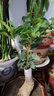 桂花盆景陽(yáng)臺(tái)綠植室內(nèi)花卉盆栽日香丹桂金桂沉香四季開花庭院盆栽 黃色四季開花-金玉滿堂 中盆3年苗當(dāng)年開花 曬單實(shí)拍圖