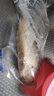 三都港 冷凍寧德大黃魚(yú)700g/2條裝 黃花魚(yú) 生鮮魚(yú)類(lèi) 深海魚(yú) 中秋 曬單實(shí)拍圖