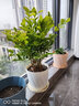 致薈樹(shù)四季茉莉花盆栽陽(yáng)臺觀(guān)花植物茉莉花苗辦公室內桌面綠植花卉帶花苞 茉莉花【原土】 曬單實(shí)拍圖