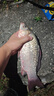 民間藝人成品子線(xiàn)雙鉤手工綁好魚(yú)鉤魚(yú)線(xiàn)金袖伊勢尼有刺白條鯽鯉釣魚(yú)套裝 曬單實(shí)拍圖