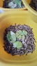 HF大麥蟲(chóng)活體面包蟲(chóng)黃粉蟲(chóng)龍魚(yú)烏龜守宮蜥蜴蜘蛛鳥(niǎo)寵物飼料包成活率 1斤大麥蟲(chóng)（5厘米）送麥麩鑷子 曬單實(shí)拍圖