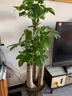雅致1.8-2m三桿發(fā)財樹(shù)大型盆栽客廳綠植室內辦公室步步高升源頭直發(fā) 曬單實(shí)拍圖