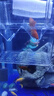 小型觀(guān)賞魚(yú)孔雀魚(yú)米奇魚(yú)斑馬魚(yú)好養易活苔鼠魚(yú)小型熱帶魚(yú)活體魚(yú) 孔雀+斑馬+米奇各3條 曬單實(shí)拍圖