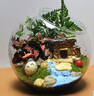 微景觀(guān) 創(chuàng  )意植物 迷你盆栽 DIY植物 生日禮物 苔蘚生態(tài)瓶綠色景觀(guān) 12斜陽(yáng)光 曬單實(shí)拍圖