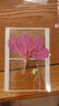 森邂禮標本塑封膜干花書(shū)簽手工diy材料透明彩色標本瓶子春天自壓植物干花壓花樹(shù)葉植物 粘性白色款不帶花【24張】 曬單實(shí)拍圖