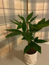 綠蔭巷子發(fā)財樹盆栽植物綠植好養(yǎng)活桌面辦公室室內小盆景花卉四季常青 【辮子發(fā)財樹】小鉆形瓷花盆 曬單實拍圖