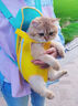 阿莫爾貓包貓咪外出雙肩包背貓神器便攜胸背帶寵物背包小狗攜帶胸前狗包 藍黃拼接【透氣舒適】 M【建議體重5-7斤】 曬單實(shí)拍圖