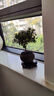 開(kāi)時(shí)果 小葉赤楠盆景金絲楠木盆栽 中式禪意植物辦公室桌面老樁花卉綠植 小葉赤楠+舍得紫砂盆（送黑石+復古底托） 曬單實(shí)拍圖