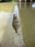 楓瀚臺(tái)釣竿魚竿釣魚竿鯽魚竿 魚桿手竿超輕碳素釣魚桿鯽桿鯉竿鯉魚桿臺(tái)釣桿漁具套裝 4.5米送3.6米+竿包+支架+大禮包 曬單實(shí)拍圖