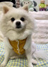 阿莫爾狗狗衣服冬季保暖加厚馬甲泰迪比熊小型犬可愛(ài)加絨牛仔棉衣可牽引 黃色【可牽引】 S【建議3-5斤 具體參考尺碼表】 曬單實(shí)拍圖