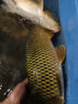 曾小藥 曾大盆曾小藥狂拉鯉魚(yú)鯽魚(yú)草魚(yú)鰱鳙羅非釣魚(yú)黑坑小藥野釣魚(yú)餌料 狂拉鯉魚(yú) 曬單實(shí)拍圖