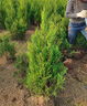 苗彩柏樹(shù)樹(shù)苗塔柏扁柏松柏側柏樹(shù)苗圓柏松樹(shù)寶塔松龍柏苗四季青松柏樹(shù) 1-1.2米高 壯苗 曬單實(shí)拍圖