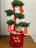 五層塔松盆栽老人祝壽綠植松鶴延年植物松樹(shù)盆景室內喬遷生日禮物 生日快樂(lè )【五層塔松盆栽】送生日 曬單實(shí)拍圖