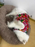 亞禾大狗狗衣服秋冬款保暖東北大花棉襖邊牧金毛大型犬新年衣服防寒衣 新式東北大花 6XL(胸圍102CM 約80-100斤寵物) 曬單實(shí)拍圖