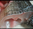 鮮活沖浪河鱸魚(yú)400-500g/條 曬單實(shí)拍圖