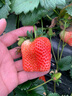 瑤草奇花草莓苗奶油地栽四季結果盆栽食用秧苗特大棚露天陽(yáng)臺種植當年結果 黑色育苗盆2盆 曬單實(shí)拍圖