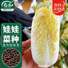 壽禾 娃娃菜種子種苗秋季黃心白菜蔬菜種籽 皇欣娃娃菜種子10g/袋*3 曬單實(shí)拍圖