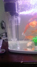 瘋狂石頭魚(yú)馬桶魚(yú)缸過(guò)濾器三合一循環(huán)泵內置凈水分離魚(yú)便吸便器糞便收集器 中號【超強吸便、電動(dòng)排污】魚(yú)馬桶高37cm 曬單實(shí)拍圖