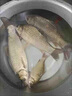 果酸釣魚小藥大全黑坑野釣專用鯽魚鯉魚羅非添劑餌料千里香窩料 特濃縮果酸小藥50ml(1瓶裝) 曬單實拍圖