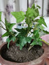綠有意金邊常春藤盆栽水培花卉植物室內(nèi)垂吊蘭綠植好養(yǎng)常青長青藤 精品120#常春藤15-20cm【冬瓜瓶 帶盆栽好 曬單實(shí)拍圖