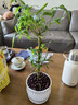 佛肚竹盆栽室內好養活四季常青羅漢葫蘆竹陽(yáng)臺客廳老樁綠植物盆景 老樁佛肚竹原盆土+白色豎紋瓷盆 曬單實(shí)拍圖
