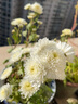 種花迷菊花盆栽植物開(kāi)花大菊花帶花苞乒乓菊長(zhǎng)壽花盆栽植花卉 龍爪菊（ 加紫（苗5棵） 曬單實(shí)拍圖