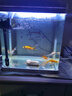 森森（SUNSUN）魚(yú)缸HR原廠(chǎng)標配水泵led燈HE水泵配件 HR-300標配的黑色水泵一套 曬單實(shí)拍圖