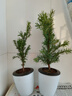 曼地亞紅豆杉樹(shù)苗盆栽盆景綠星名貴樹(shù)盆景結果公母庭院客廳北植物 盆景苗栽好一公一母 曬單實(shí)拍圖