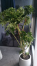 愛(ài)優(yōu)尚天堂鳥(niǎo)綠植盆栽客廳室內辦公室大型綠植好養凈化空氣源頭直發(fā) 曬單實(shí)拍圖