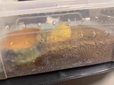 寵小帥魚缸加熱墊智能恒溫斗魚加溫墊水族箱控溫器觀賞魚缸石墨烯加熱器 石墨烯加熱墊【5W】12*18cm 曬單實(shí)拍圖