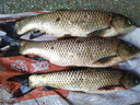 BKK新品大包裝2X金海夕掛玉米魚(yú)鉤草魚(yú)大物魚(yú)鉤野釣有倒刺鉤 12 曬單實(shí)拍圖
