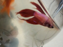 好養易活漂亮進(jìn)口寵物泰國斗魚(yú)活體觀(guān)賞魚(yú)淡水熱帶魚(yú)小型半月活魚(yú) 精品馬尾公1條 曬單實(shí)拍圖