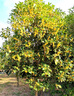 原生桂花樹(shù)苗高桿桂花大樹(shù)庭院地栽濃香型金桂丹桂盆栽四季桂花苗 四季金黃桂 5公分粗1.8-2米全冠幅發(fā)當年開(kāi)花 曬單實(shí)拍圖