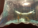 云峰海瑞 小型热带鱼观赏鱼活体红绿灯鱼淡水水族鱼宠物虎(四间鱼)皮鱼 金波子鱼2条（2-3CM） 实拍图