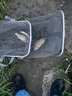阿盧C03空心軟尾高靈敏度鯽魚(yú)漂鯉魚(yú)漂黑坑野釣細(xì)尾醒目高亮尾浮標(biāo) LPC03空(蘆葦7目軟尾) 4號(hào)一支(吃鉛約1.82克) 曬單實(shí)拍圖