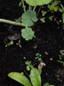 美外三葉草四葉草種子幸運草植物四季好種易活園林綠化庭院花草 四葉草種子500粒 曬單實(shí)拍圖