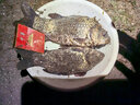 老鬼（OLDGHOST） 魚(yú)餌 紅蟲(chóng)1號 2號 冬季春季鯽魚(yú)鯉魚(yú)草魚(yú)鳊魚(yú)濃腥香釣魚(yú)配方餌料 【2包混合裝】紅蟲(chóng)1號+紅蟲(chóng)2號 曬單實(shí)拍圖