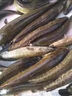 巨物斬釣黑魚(yú)的專(zhuān)用餌料血蠶濃腥爆護蠶蛹魚(yú)餌活餌秘制小藥野釣黑坑神器 專(zhuān)釣大黑魚(yú)【2瓶裝】瘋狂爆護 曬單實(shí)拍圖