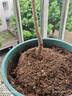 庭院紫藤樹(shù)苗別墅花卉紫藤花老樁爬藤植物風(fēng)景樹(shù)門(mén)前大樹(shù)開(kāi)花盆栽 紫藤小苗1顆 曬單實(shí)拍圖