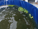 BM水芙蓉苗水浮蓮水培植物水生植物水養(yǎng)草池塘魚(yú)缸造景養(yǎng)殖凈化水質(zhì) 水芙蓉20棵 曬單實(shí)拍圖