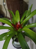 春枝韻鴻運當頭盆栽植物花卉室內客廳陽(yáng)臺綠植吸甲醛凈化空氣四季好養的 20厘米高左右(鴻運當頭)一顆 不含盆 曬單實(shí)拍圖