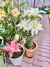 柏農重瓣香水百合花種球四季開(kāi)花好養易活盆栽鮮花庭院綠植物花卉種子 百合球1個(gè)包活下單可以備注品種 曬單實(shí)拍圖