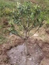 雞心果樹苗新品種蘋果苗糖心小蘋果南方北方種植耐寒易活高產(chǎn)全國易種當年結(jié)果 10年苗結(jié)果一家吃 曬單實拍圖