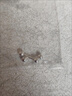 DAISY DREAM醫(yī)用手術(shù)鈦鋼耳釘女防掉養(yǎng)耳洞耳環(huán)高級感耳骨釘睡覺免摘耳蝸耳飾 3mm圓頭耳釘【醫(yī)用鈦鋼防致敏】 曬單實拍圖