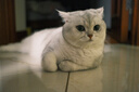 皇家（ROYAL CANIN）貓低敏糧成貓低過(guò)敏性處方糧DR25腸胃敏感皮膚敏感水解蛋白貓糧 成貓低過(guò)敏處方糧1.5kg 曬單實(shí)拍圖
